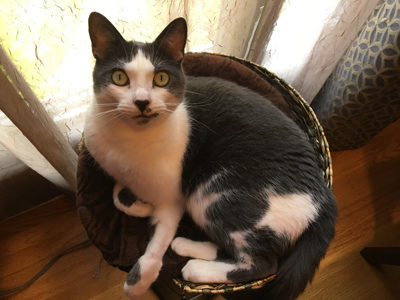 A cat with Glanzmann's Thrombasthenia sitting in a basket.